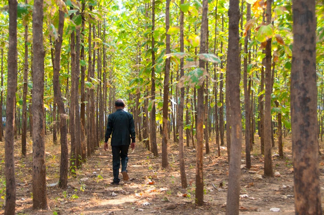 happy-senior-man-in-forest-and-enjoy-nature-2024-09-21-22-55-01-utc